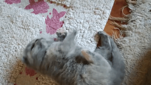 動物,犬,猫,しつけ,飼い方,育て方,病気,健康
