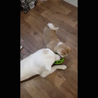 動物,犬,猫,しつけ,飼い方,育て方,病気,健康