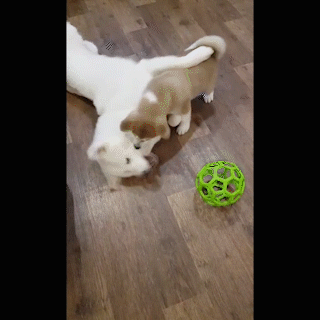 動物,犬,猫,しつけ,飼い方,育て方,病気,健康