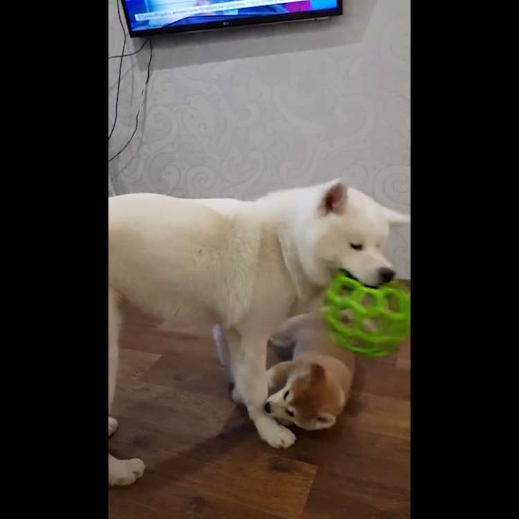 動物,犬,猫,しつけ,飼い方,育て方,病気,健康