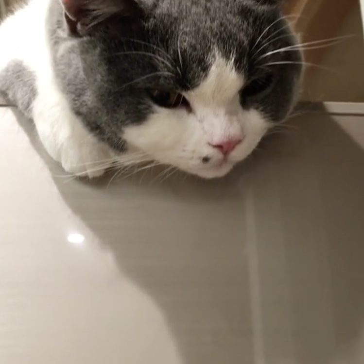 動物,犬,猫,しつけ,飼い方,育て方,病気,健康
