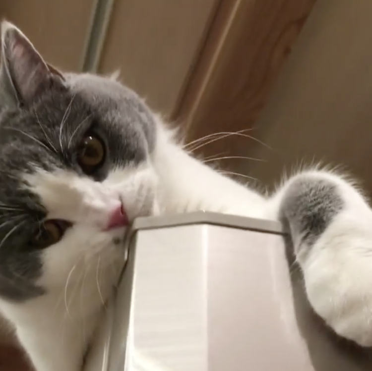動物,犬,猫,しつけ,飼い方,育て方,病気,健康