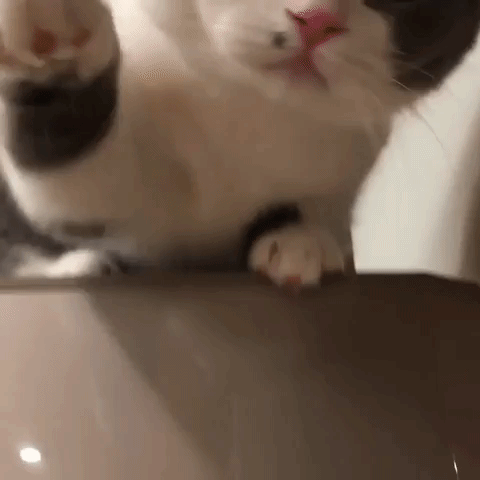 動物,犬,猫,しつけ,飼い方,育て方,病気,健康