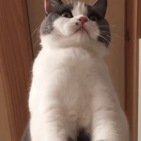動物,犬,猫,しつけ,飼い方,育て方,病気,健康