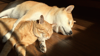 動物,犬,猫,しつけ,飼い方,育て方,病気,健康
