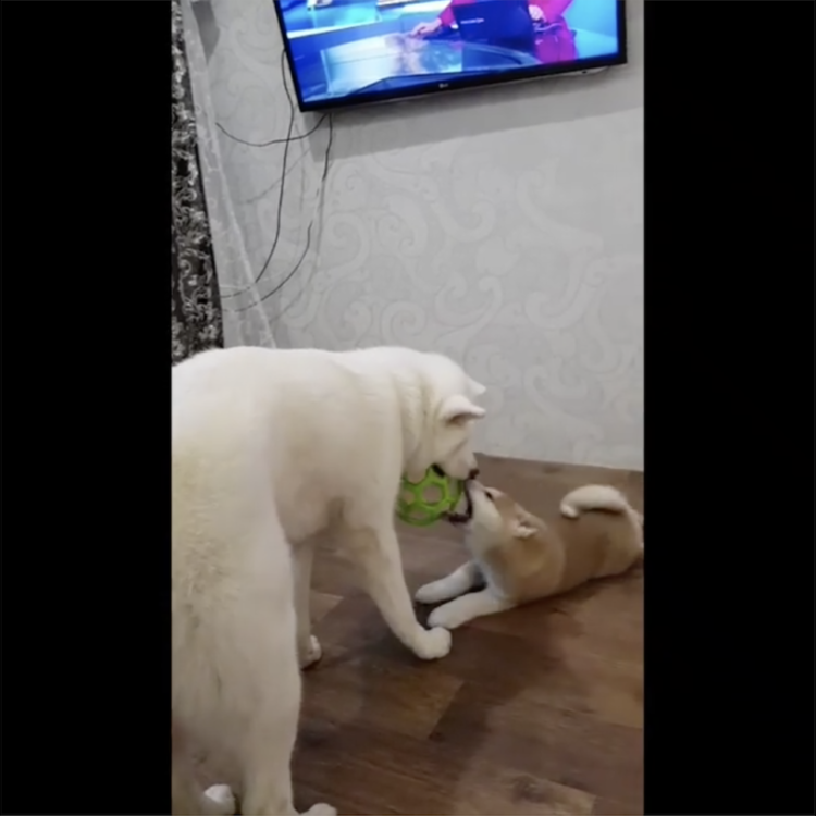 動物,犬,猫,しつけ,飼い方,育て方,病気,健康