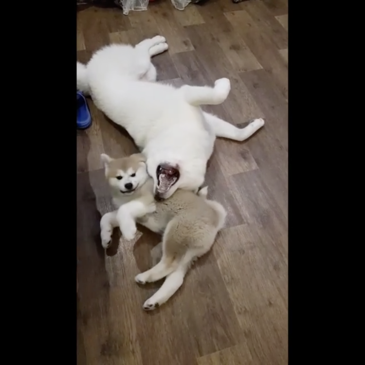 動物,犬,猫,しつけ,飼い方,育て方,病気,健康