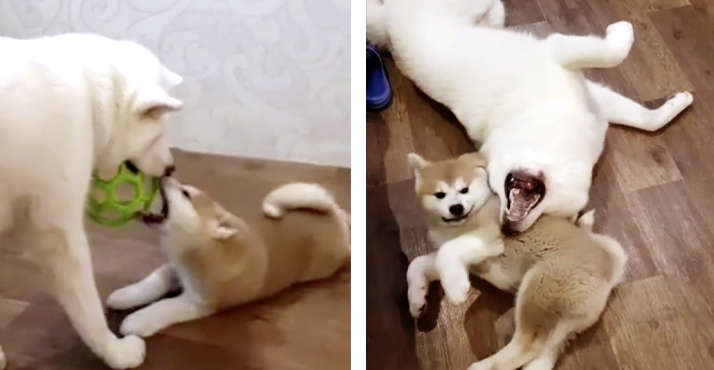 【大人の階段のぼる。】わちゃわちゃ遊ぶ2匹の秋田犬 →子犬が、なにかを学んだ瞬間に、ほっこり♡ 笑