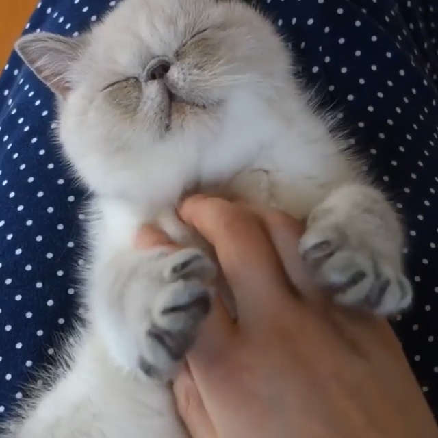 動物,犬,猫,しつけ,飼い方,育て方,病気,健康