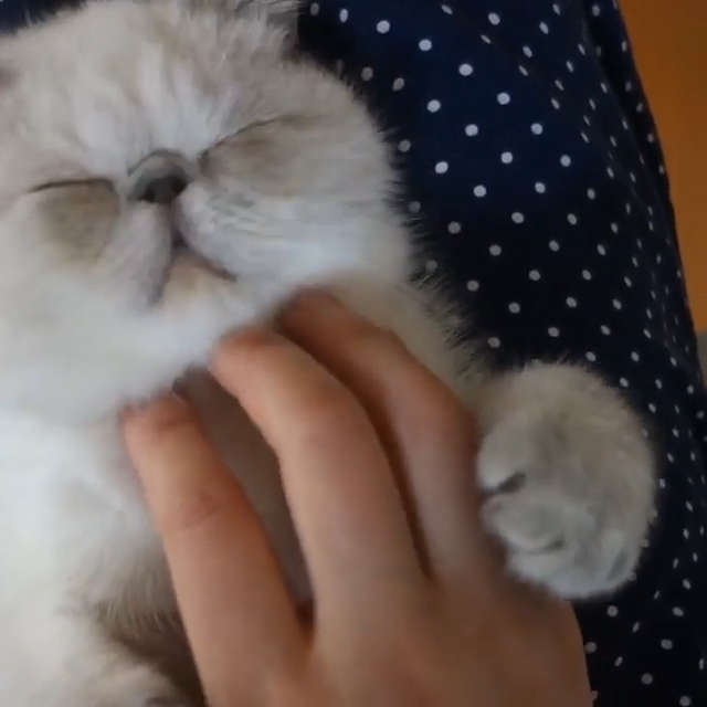動物,犬,猫,しつけ,飼い方,育て方,病気,健康