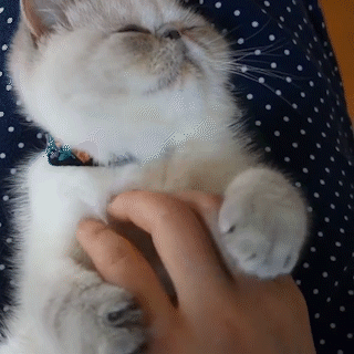 動物,犬,猫,しつけ,飼い方,育て方,病気,健康