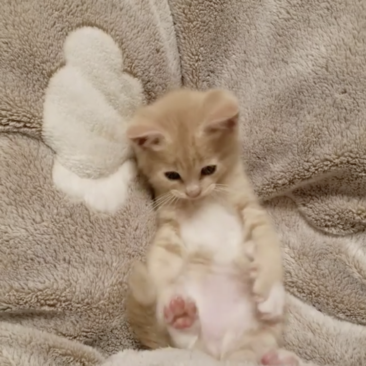 動物,犬,猫,しつけ,飼い方,育て方,病気,健康