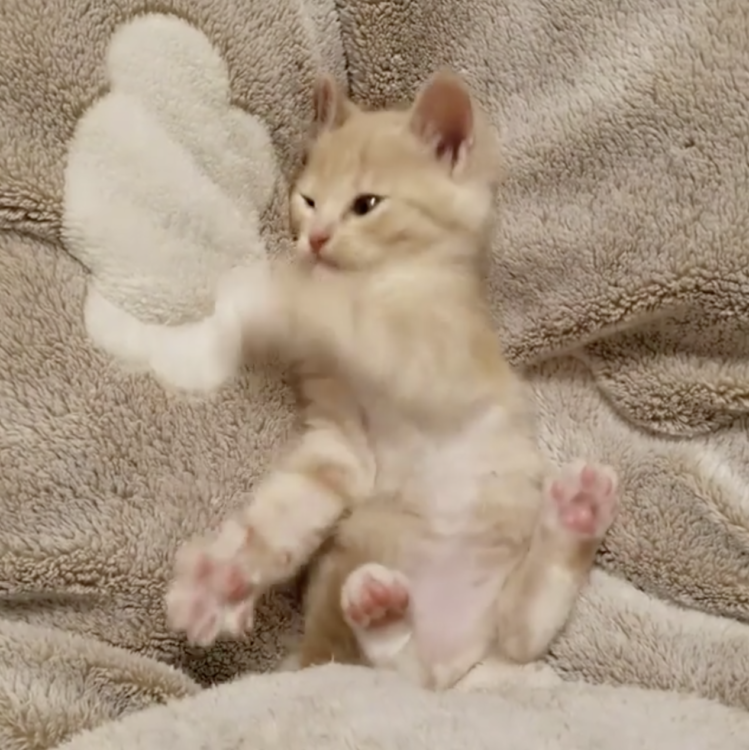 動物,犬,猫,しつけ,飼い方,育て方,病気,健康