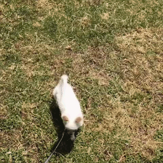動物,犬,猫,しつけ,飼い方,育て方,病気,健康