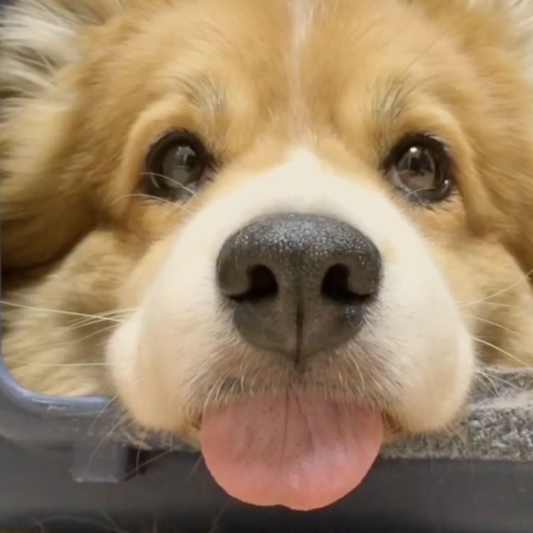 動物,犬,猫,しつけ,飼い方,育て方,病気,健康