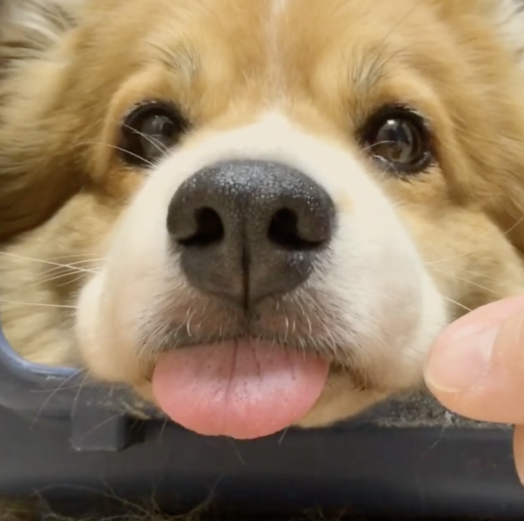 動物,犬,猫,しつけ,飼い方,育て方,病気,健康
