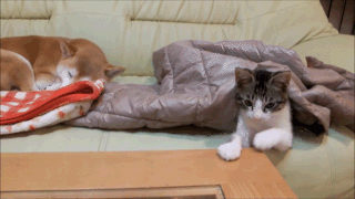 動物,犬,猫,しつけ,飼い方,育て方,病気,健康