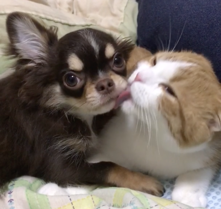 動物,犬,猫,しつけ,飼い方,育て方,病気,健康