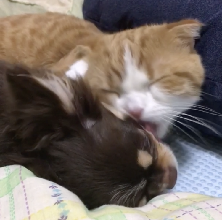 動物,犬,猫,しつけ,飼い方,育て方,病気,健康