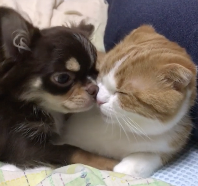 動物,犬,猫,しつけ,飼い方,育て方,病気,健康