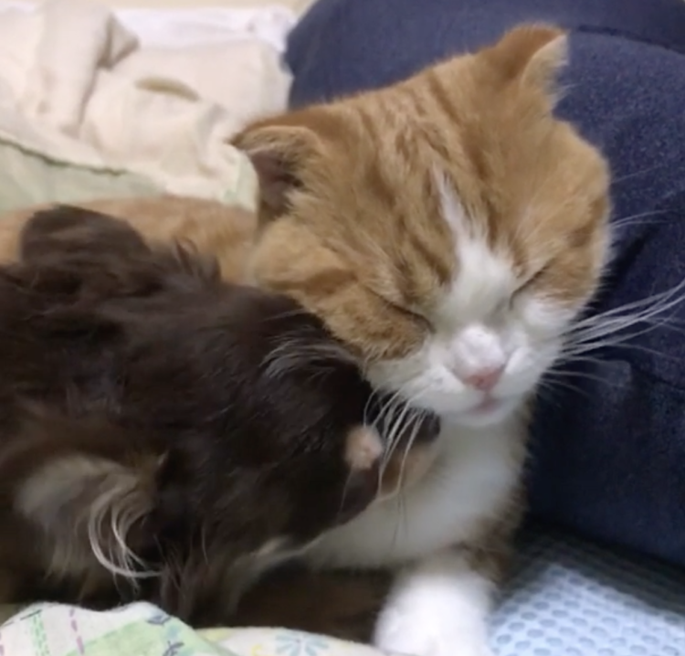 動物,犬,猫,しつけ,飼い方,育て方,病気,健康