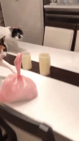 動物,犬,猫,しつけ,飼い方,育て方,病気,健康