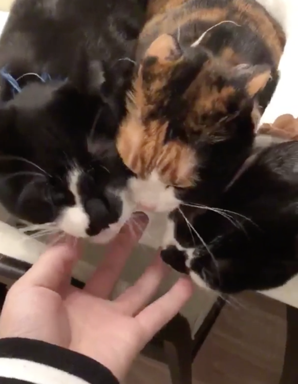 動物,犬,猫,しつけ,飼い方,育て方,病気,健康