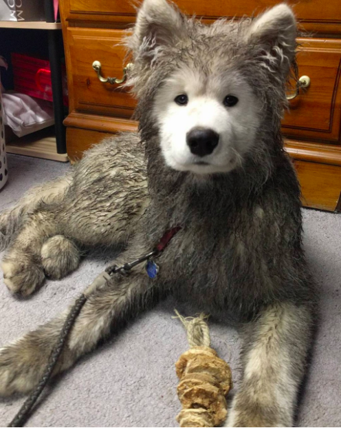 動物,犬,猫,しつけ,飼い方,育て方,病気,健康