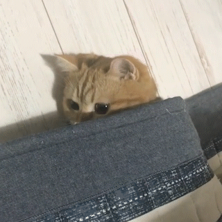 動物,犬,猫,しつけ,飼い方,育て方,病気,健康