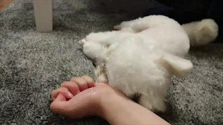 動物,犬,猫,しつけ,飼い方,育て方,病気,健康