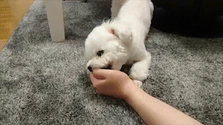 動物,犬,猫,しつけ,飼い方,育て方,病気,健康