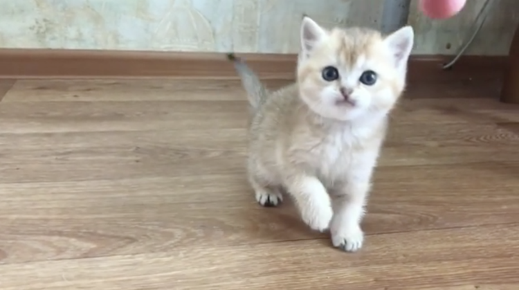 動物,犬,猫,しつけ,飼い方,育て方,病気,健康