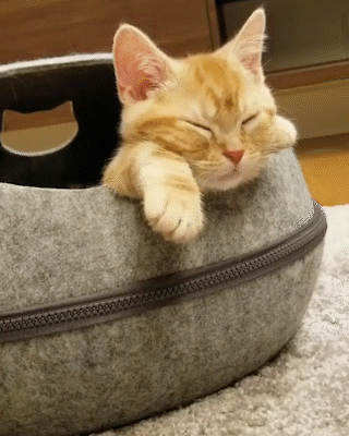動物,犬,猫,しつけ,飼い方,育て方,病気,健康