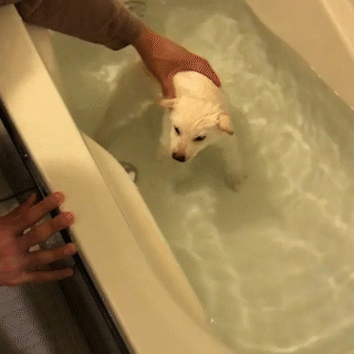 動物,犬,猫,しつけ,飼い方,育て方,病気,健康
