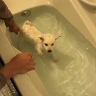 動物,犬,猫,しつけ,飼い方,育て方,病気,健康