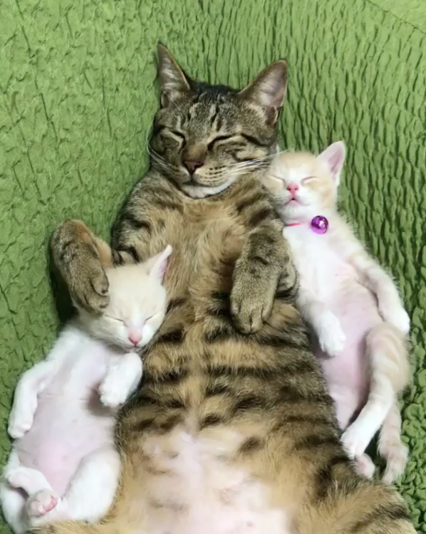 動物,犬,猫,しつけ,飼い方,育て方,病気,健康