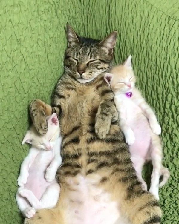 動物,犬,猫,しつけ,飼い方,育て方,病気,健康