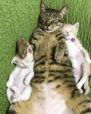 動物,犬,猫,しつけ,飼い方,育て方,病気,健康