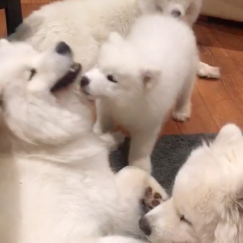 動物,犬,猫,しつけ,飼い方,育て方,病気,健康