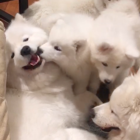 動物,犬,猫,しつけ,飼い方,育て方,病気,健康