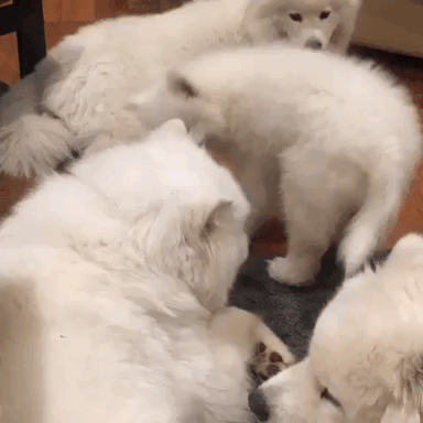 動物,犬,猫,しつけ,飼い方,育て方,病気,健康