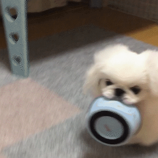 動物,犬,猫,しつけ,飼い方,育て方,病気,健康