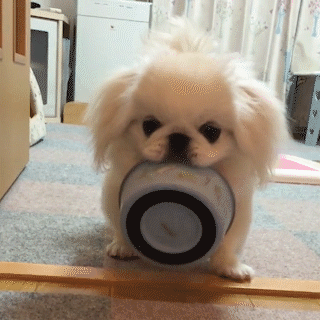 動物,犬,猫,しつけ,飼い方,育て方,病気,健康