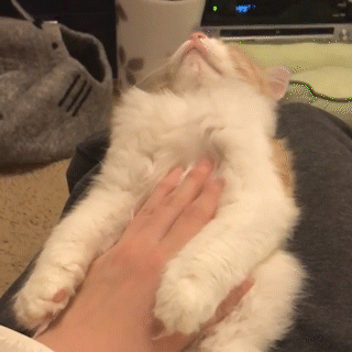 動物,犬,猫,しつけ,飼い方,育て方,病気,健康