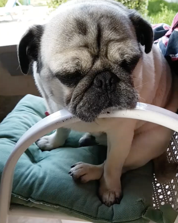 動物,犬,猫,しつけ,飼い方,育て方,病気,健康