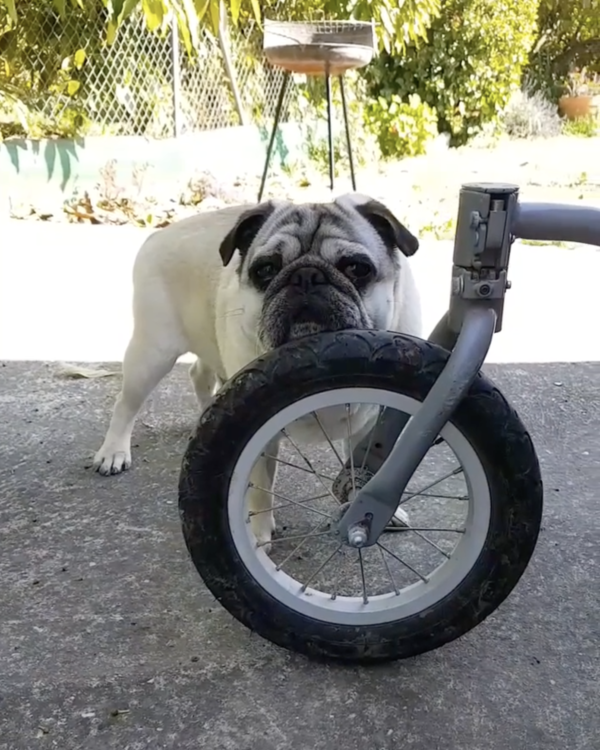 動物,犬,猫,しつけ,飼い方,育て方,病気,健康