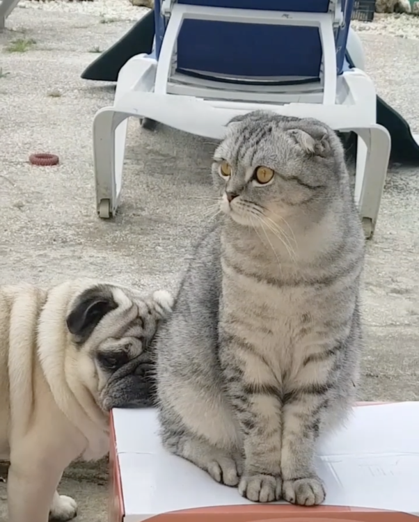 動物,犬,猫,しつけ,飼い方,育て方,病気,健康