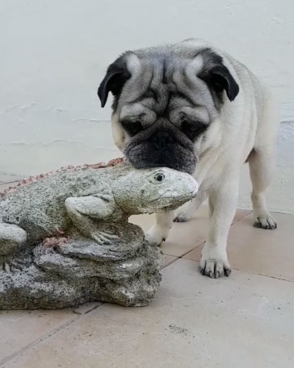 動物,犬,猫,しつけ,飼い方,育て方,病気,健康