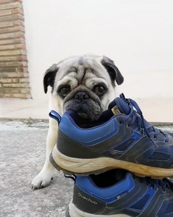 動物,犬,猫,しつけ,飼い方,育て方,病気,健康