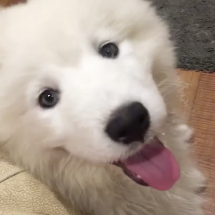 動物,犬,猫,しつけ,飼い方,育て方,病気,健康